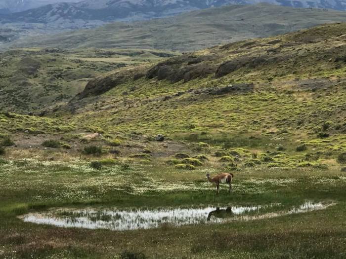 Guanaco Pond